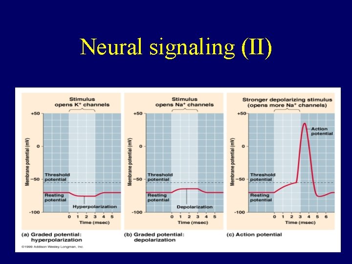 Neural signaling (II) 