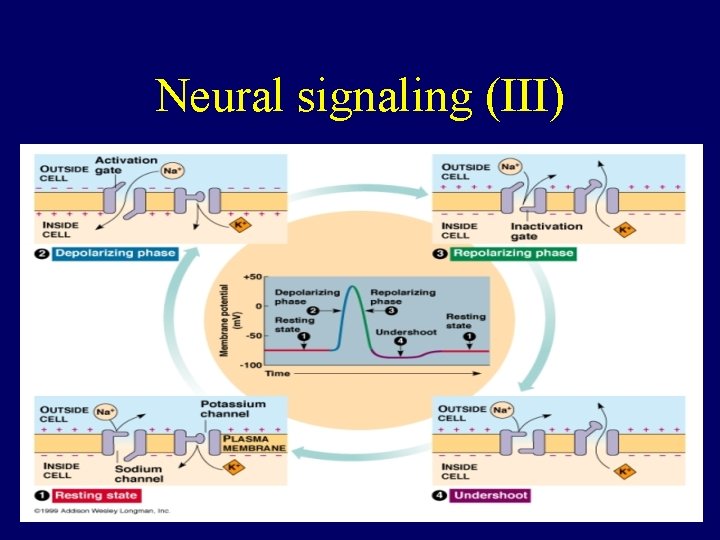 Neural signaling (III) 