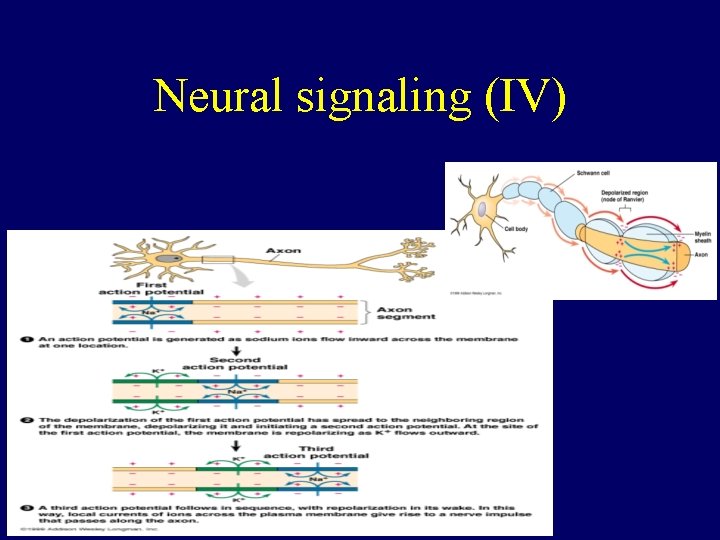 Neural signaling (IV) 