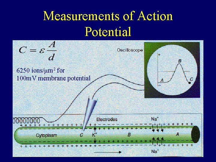 Measurements of Action Potential 6250 ions/mm 2 for 100 m. V membrane potential 