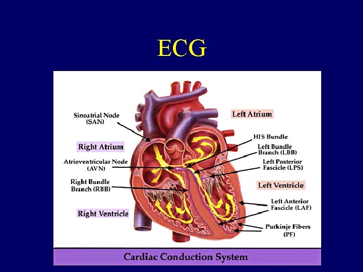 ECG 