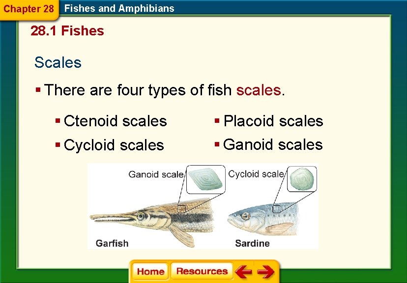 Chapter 28 Fishes and Amphibians 28. 1 Fishes Scales § There are four types