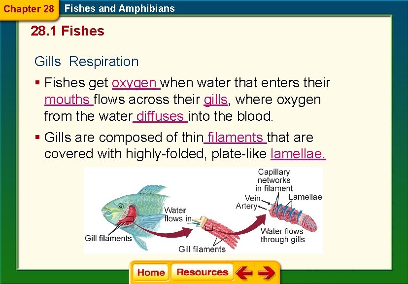 Chapter 28 Fishes and Amphibians 28. 1 Fishes Gills Respiration § Fishes get oxygen
