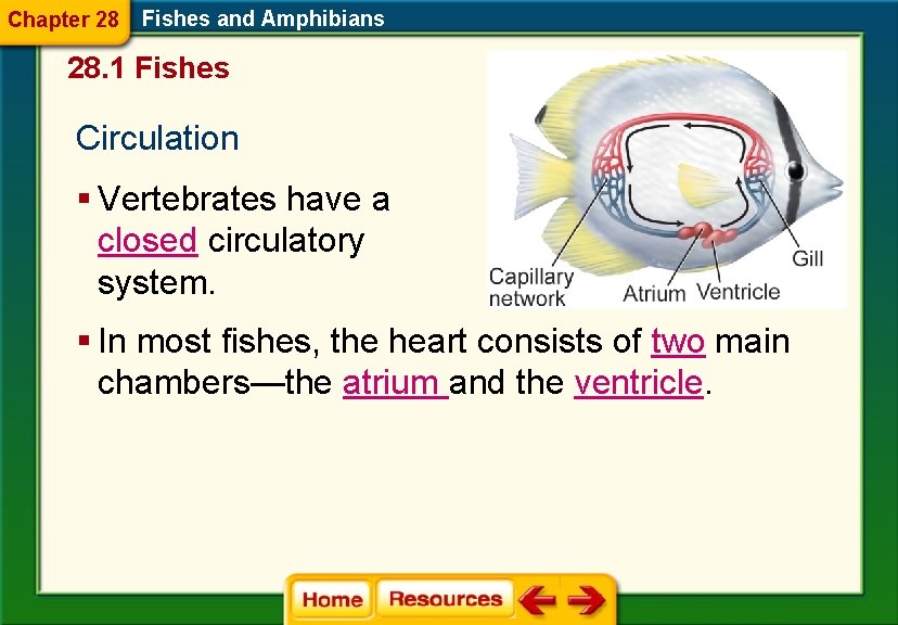 Chapter 28 Fishes and Amphibians 28. 1 Fishes Circulation § Vertebrates have a closed