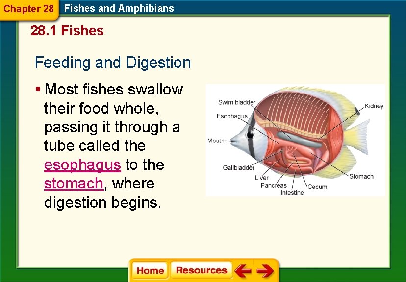 Chapter 28 Fishes and Amphibians 28. 1 Fishes Feeding and Digestion § Most fishes