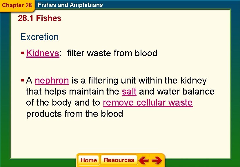 Chapter 28 Fishes and Amphibians 28. 1 Fishes Excretion § Kidneys: filter waste from