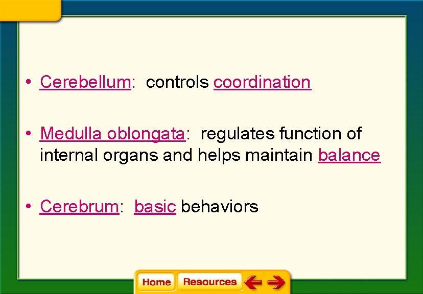  • Cerebellum: controls coordination • Medulla oblongata: regulates function of internal organs and