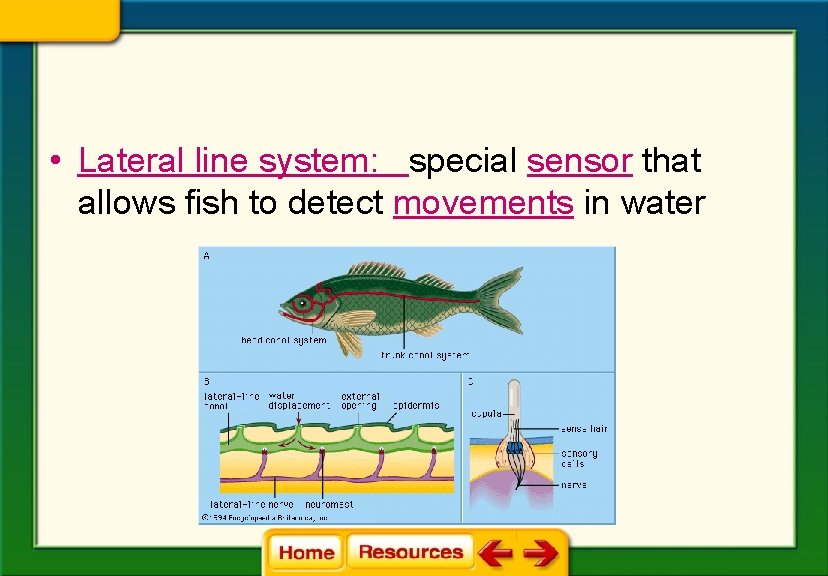  • Lateral line system: special sensor that allows fish to detect movements in