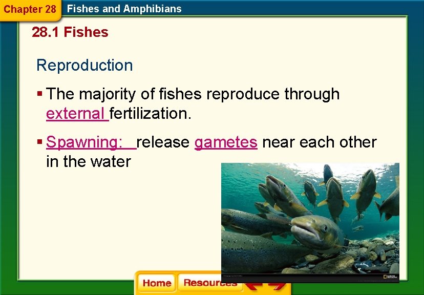 Chapter 28 Fishes and Amphibians 28. 1 Fishes Reproduction § The majority of fishes