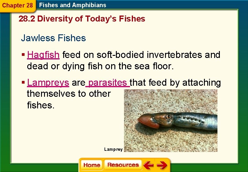 Chapter 28 Fishes and Amphibians 28. 2 Diversity of Today’s Fishes Jawless Fishes §