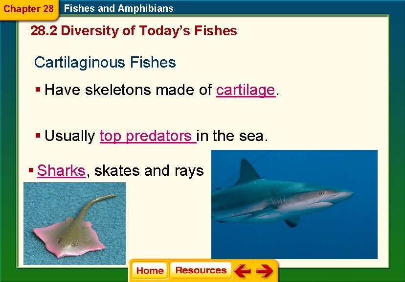 Chapter 28 Fishes and Amphibians 28. 2 Diversity of Today’s Fishes Cartilaginous Fishes §