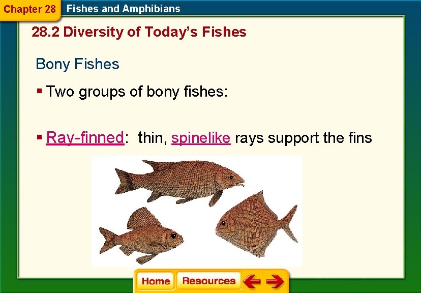 Chapter 28 Fishes and Amphibians 28. 2 Diversity of Today’s Fishes Bony Fishes §