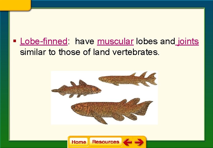 § Lobe-finned: have muscular lobes and joints similar to those of land vertebrates. 