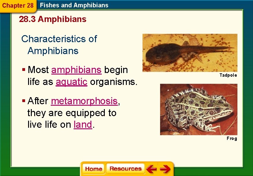 Chapter 28 Fishes and Amphibians 28. 3 Amphibians Characteristics of Amphibians § Most amphibians