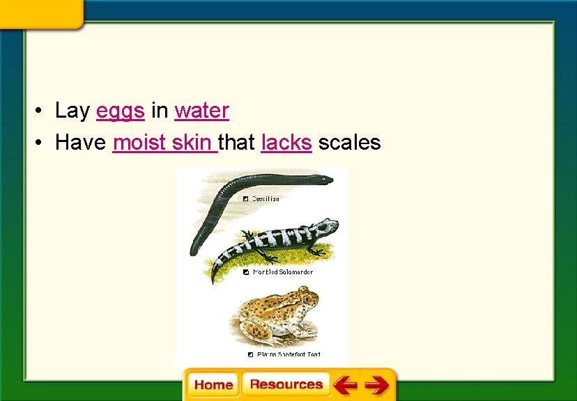  • Lay eggs in water • Have moist skin that lacks scales 