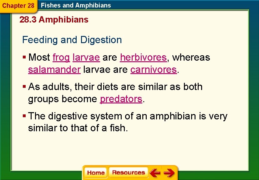 Chapter 28 Fishes and Amphibians 28. 3 Amphibians Feeding and Digestion § Most frog