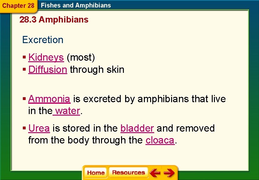 Chapter 28 Fishes and Amphibians 28. 3 Amphibians Excretion § Kidneys (most) § Diffusion