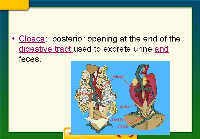  • Cloaca: posterior opening at the end of the digestive tract used to