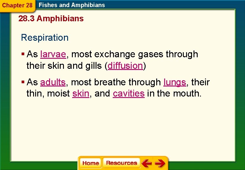 Chapter 28 Fishes and Amphibians 28. 3 Amphibians Respiration § As larvae, most exchange