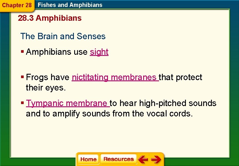 Chapter 28 Fishes and Amphibians 28. 3 Amphibians The Brain and Senses § Amphibians