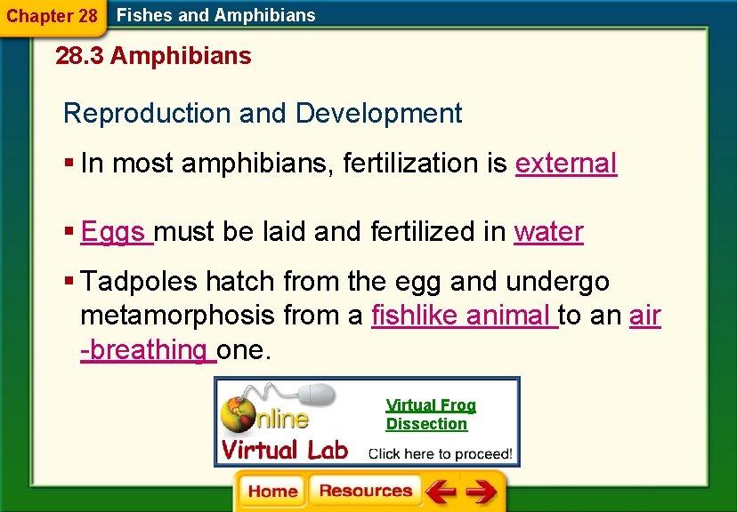 Chapter 28 Fishes and Amphibians 28. 3 Amphibians Reproduction and Development § In most