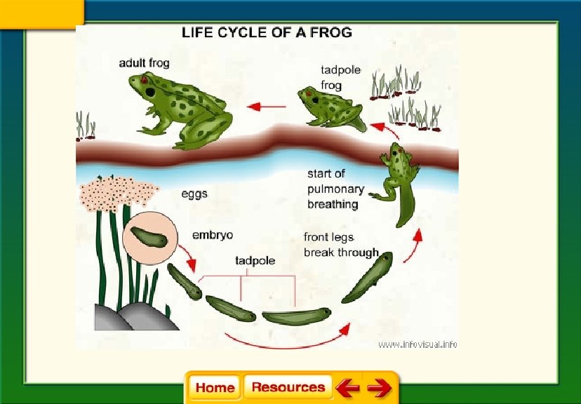 Classes of vertebrates include fishes amphibians reptiles birds