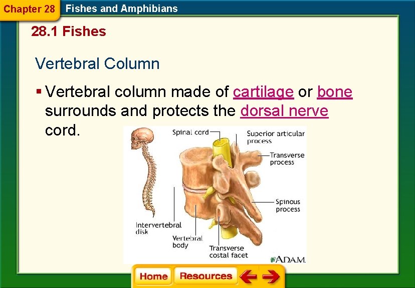 Chapter 28 Fishes and Amphibians 28. 1 Fishes Vertebral Column § Vertebral column made