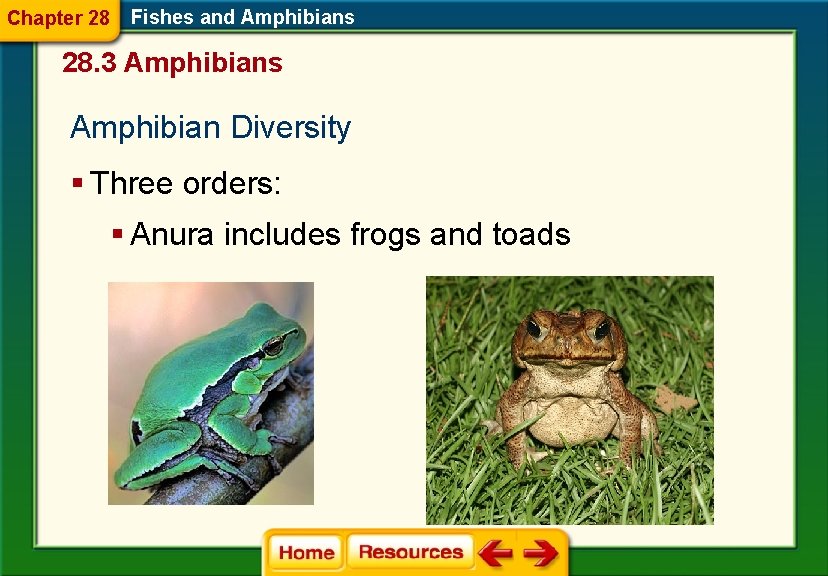 Chapter 28 Fishes and Amphibians 28. 3 Amphibians Amphibian Diversity § Three orders: §