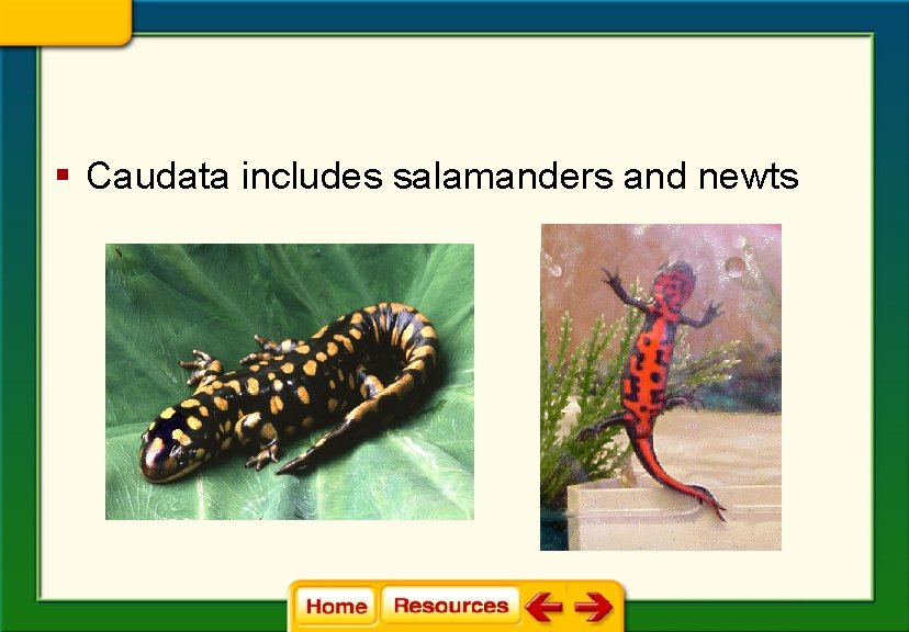 § Caudata includes salamanders and newts 