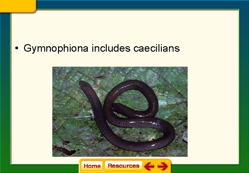  • Gymnophiona includes caecilians 