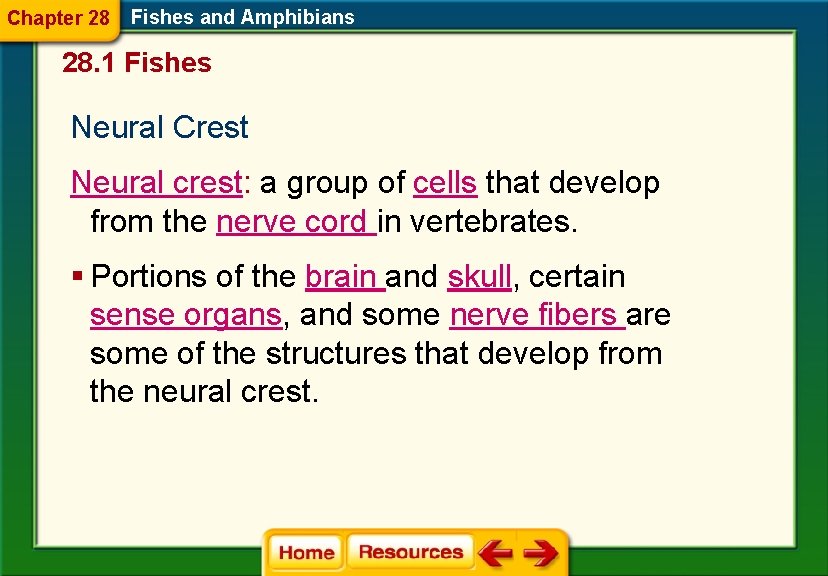 Chapter 28 Fishes and Amphibians 28. 1 Fishes Neural Crest Neural crest: a group