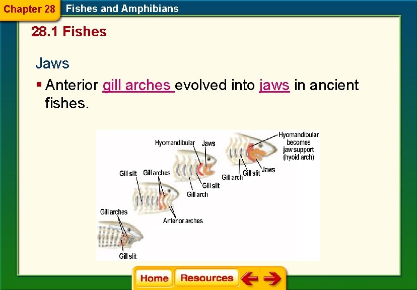 Chapter 28 Fishes and Amphibians 28. 1 Fishes Jaws § Anterior gill arches evolved