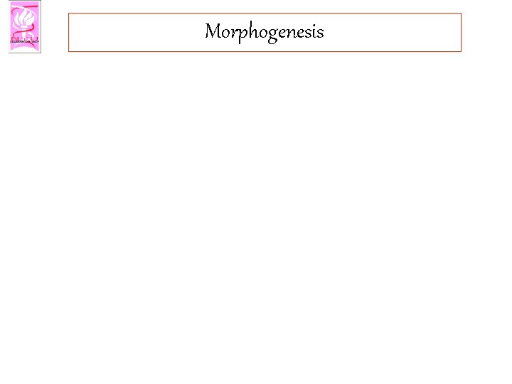 Morphogenesis 
