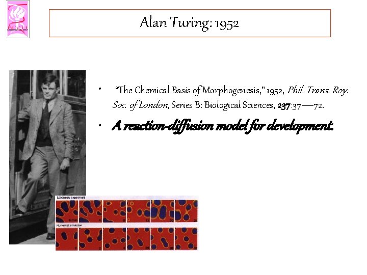Alan Turing: 1952 • “The Chemical Basis of Morphogenesis, ” 1952, Phil. Trans. Roy.