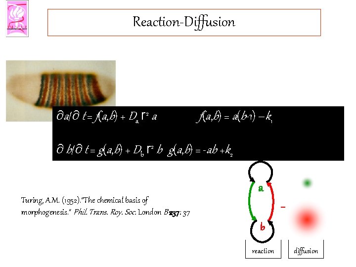 Reaction-Diffusion ¶a/¶ t = f(a, b) + Da r 2 a f(a, b) =