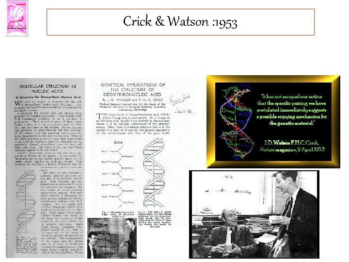 Crick & Watson : 1953 