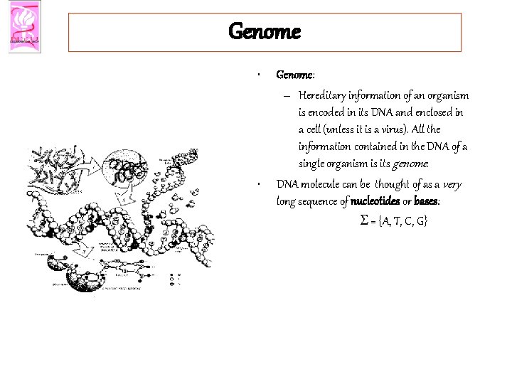 Genome • • Genome: – Hereditary information of an organism is encoded in its