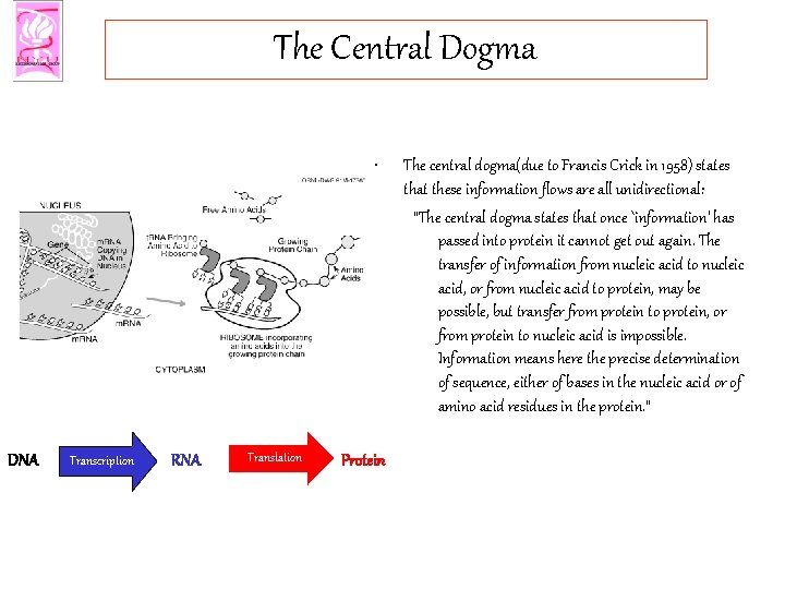 The Central Dogma • DNA Transcription RNA Translation Protein The central dogma(due to Francis