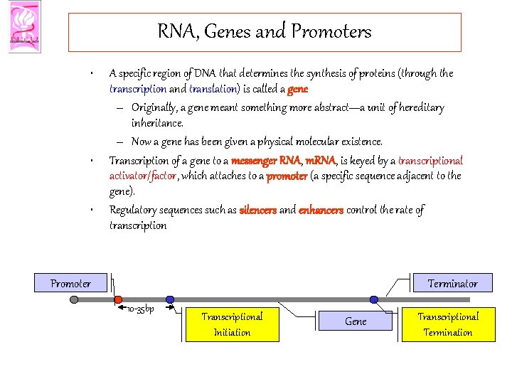 RNA, Genes and Promoters • • • A specific region of DNA that determines