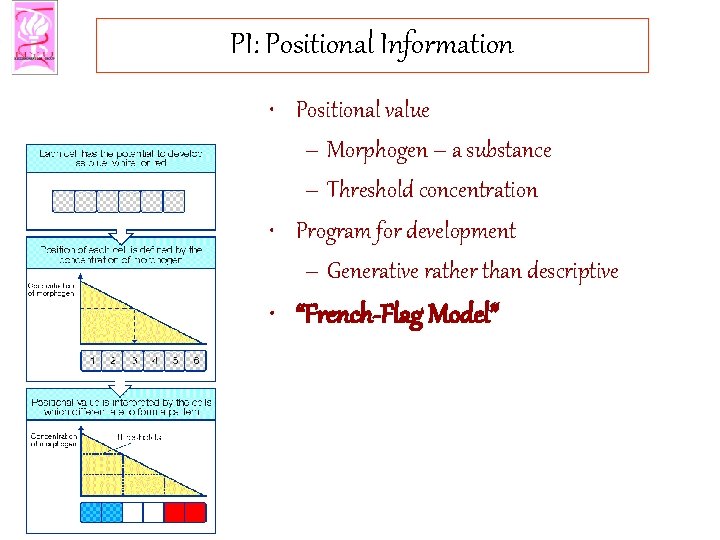 PI: Positional Information • Positional value – Morphogen – a substance – Threshold concentration