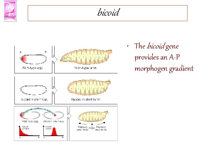 bicoid • The bicoid gene provides an A-P morphogen gradient 