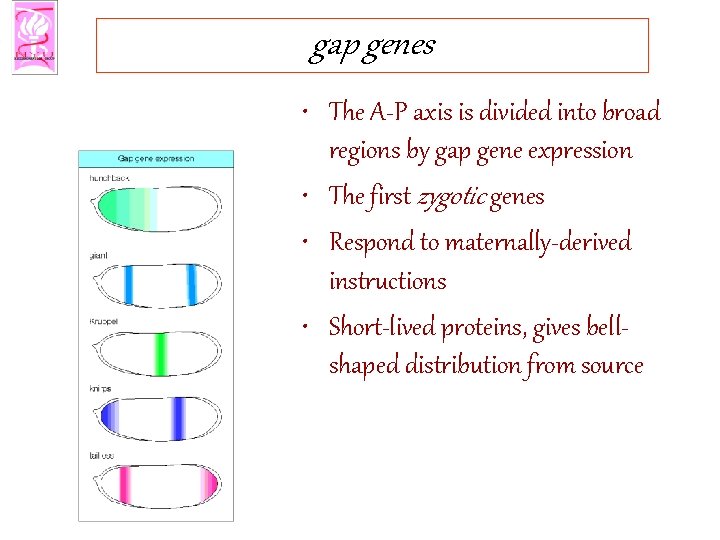 gap genes • The A-P axis is divided into broad regions by gap gene