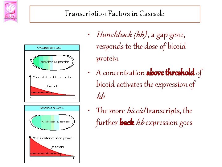Transcription Factors in Cascade • Hunchback (hb) , a gap gene, responds to the