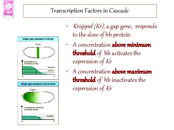 Transcription Factors in Cascade • Krüppel (Kr), a gap gene, responds to the dose