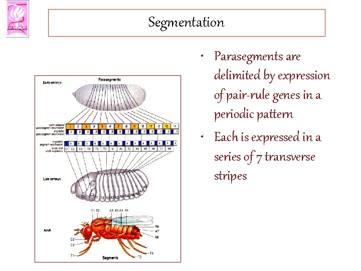 Segmentation • Parasegments are delimited by expression of pair-rule genes in a periodic pattern