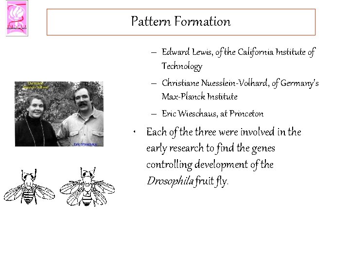 Pattern Formation – Edward Lewis, of the California Institute of Technology – Christiane Nuesslein-Volhard,