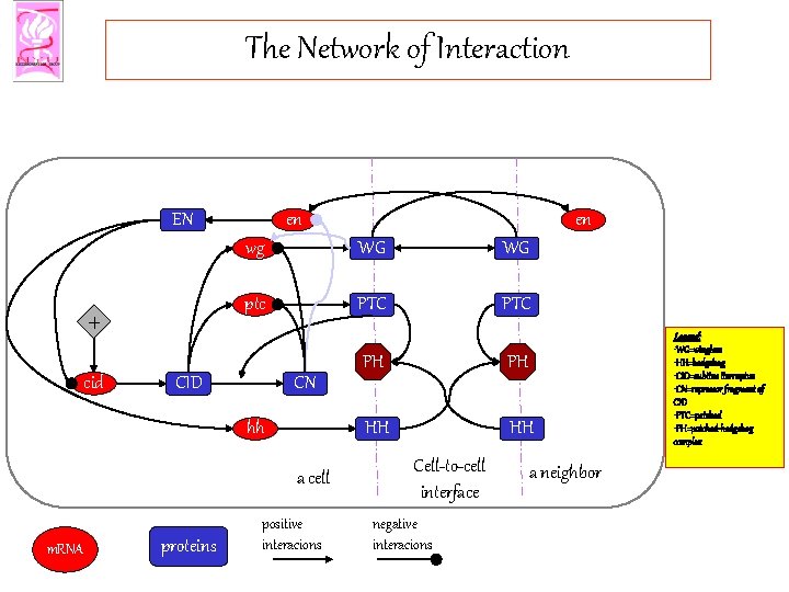 The Network of Interaction EN + cid en wg WG WG ptc PTC CID
