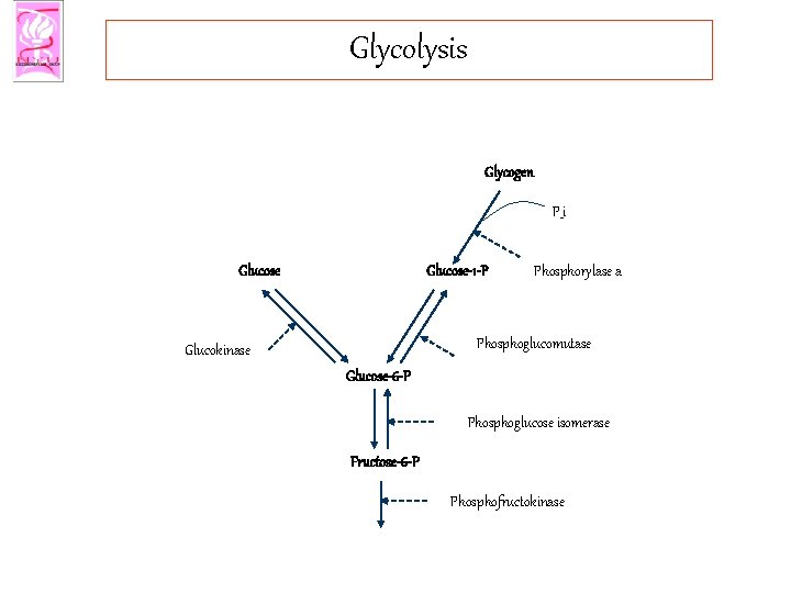 Glycolysis Glycogen P_i Glucose-1 -P Phosphorylase a Phosphoglucomutase Glucokinase Glucose-6 -P Phosphoglucose isomerase Fructose-6