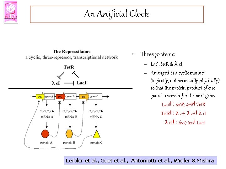 An Artificial Clock • Three proteins: – Lac. I, tet. R & l c.