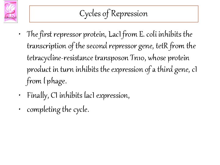 Cycles of Repression • The first repressor protein, Lac. I from E. coli inhibits